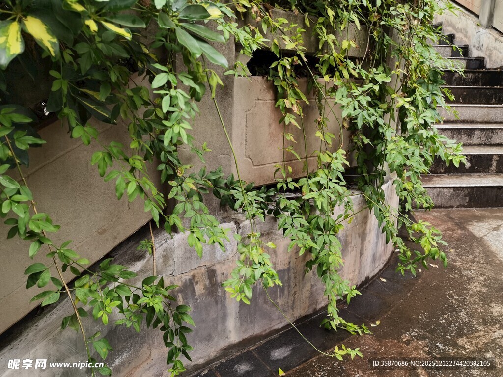 墙壁上繁茂的绿色藤蔓植物