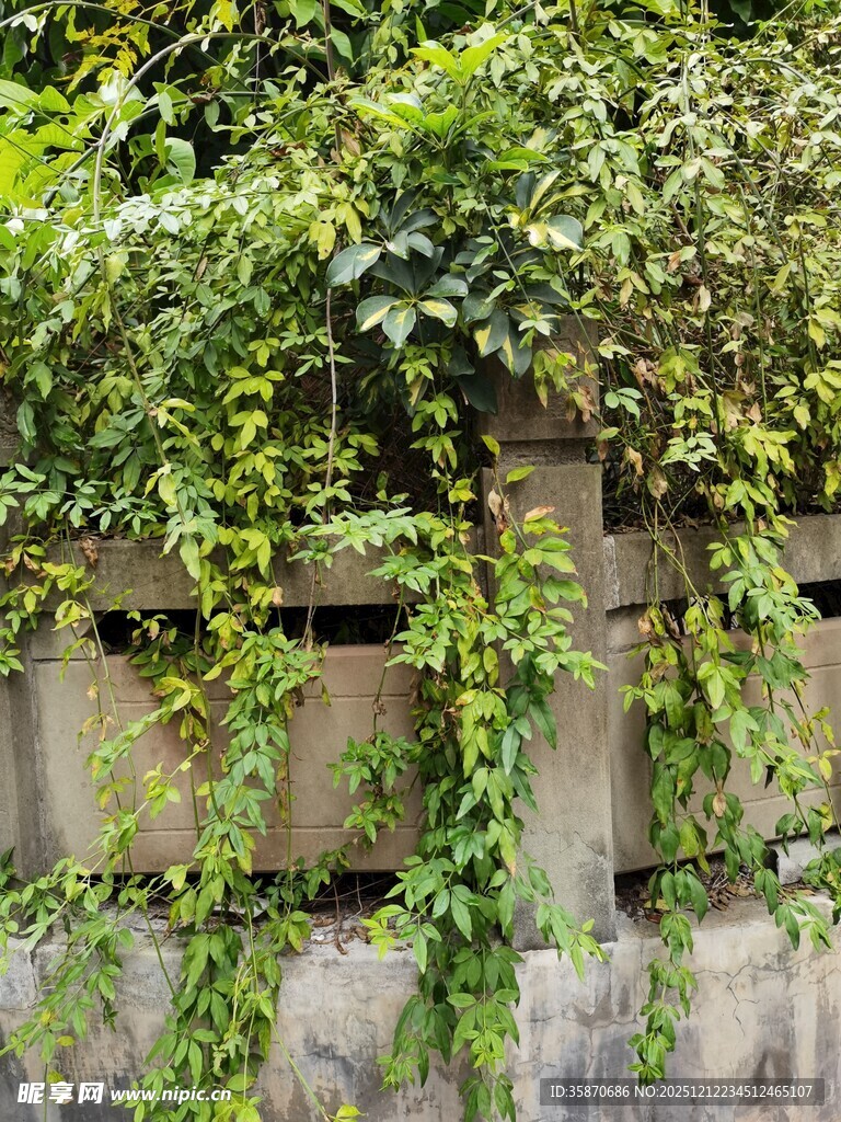 爬满绿植的老旧石墙