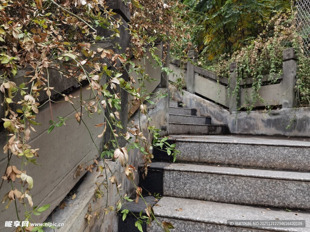 秋日石阶旁的绿植景致