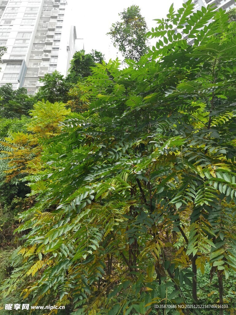 城市中的繁茂绿植景观