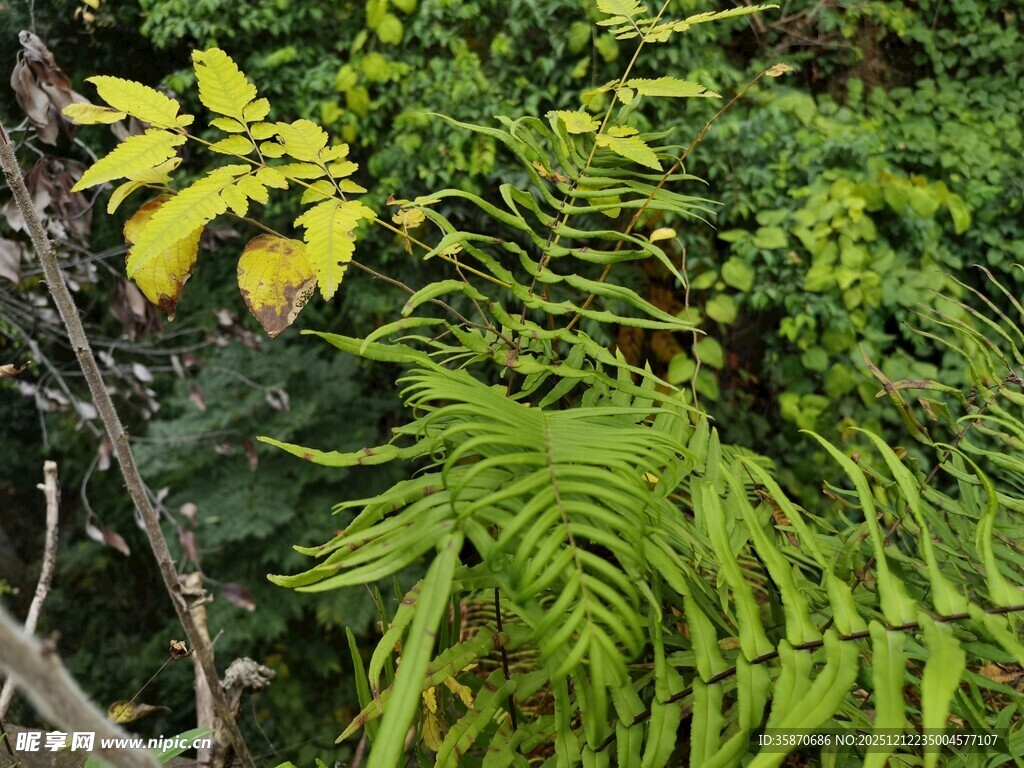 翠绿蕨类植物生机盎然
