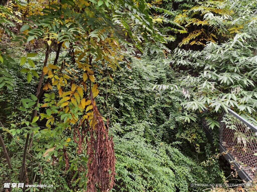 秋日山林绿意与黄叶交织