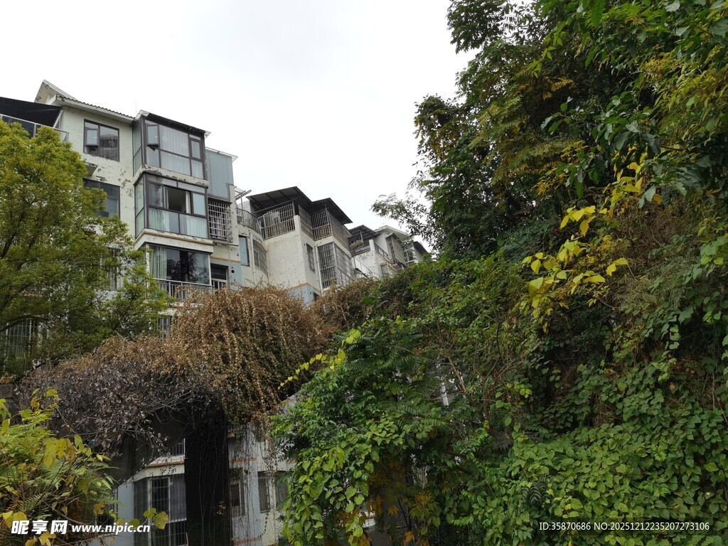 被绿植覆盖的老旧居民楼