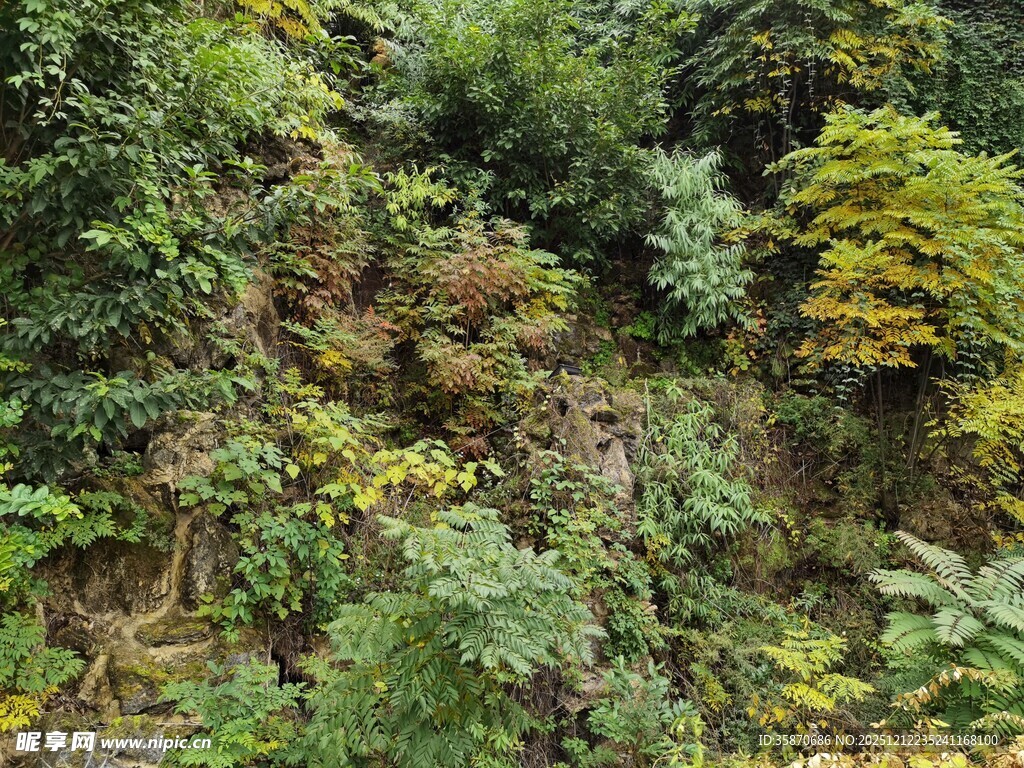 山林间繁茂的绿色植被