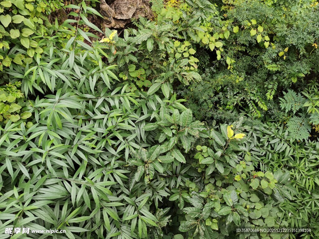 繁茂绿植景观