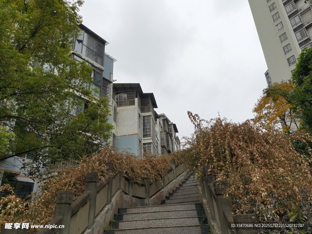 秋日石阶旁的萧瑟景象