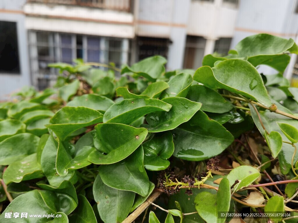 翠绿生机的叶片植物