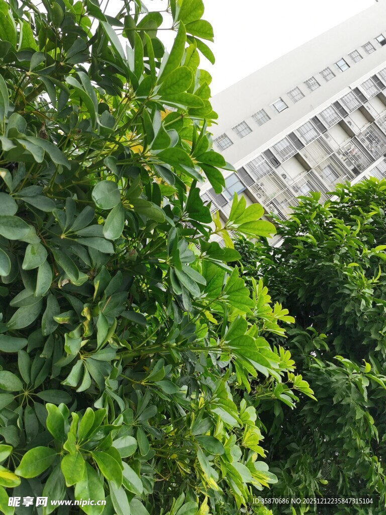 绿叶繁茂的植物景观