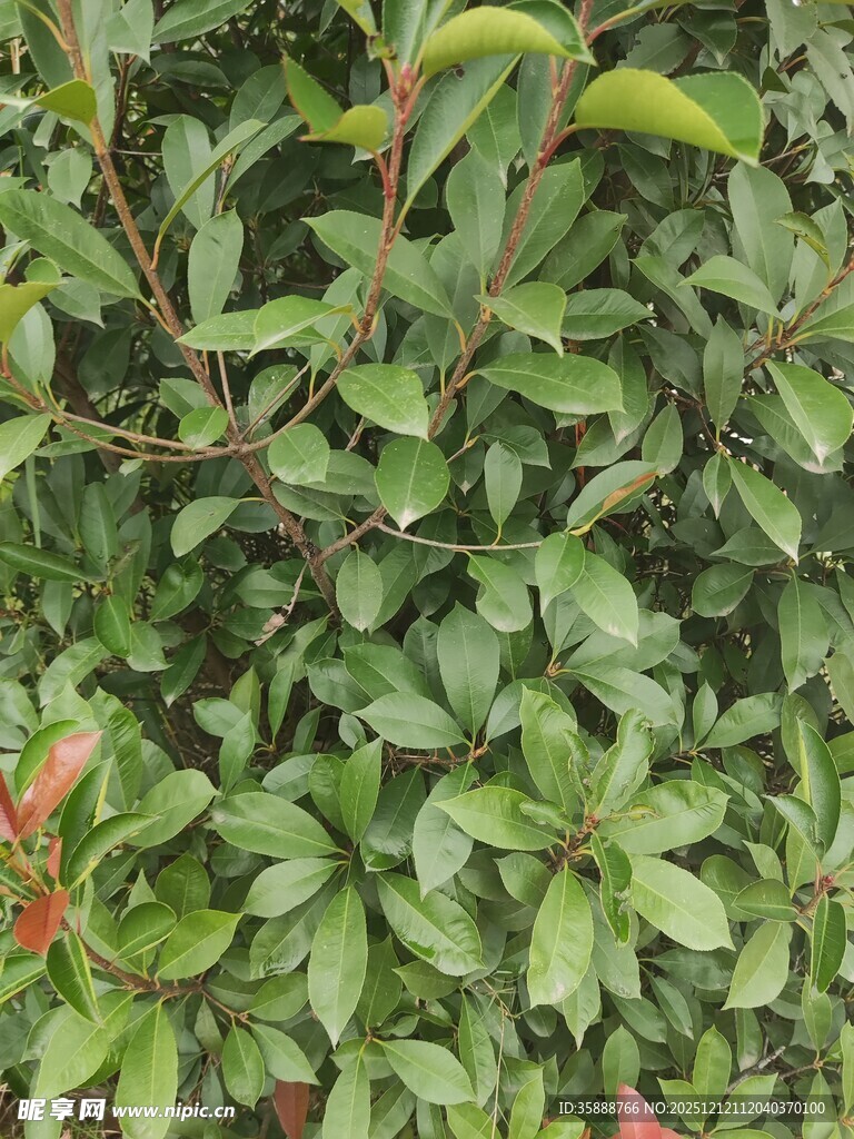 绿叶间的红色小花