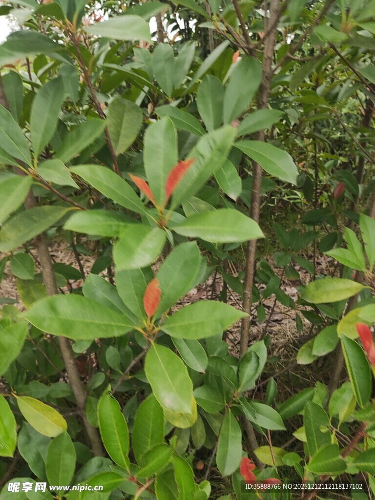 绿叶间的红色植物