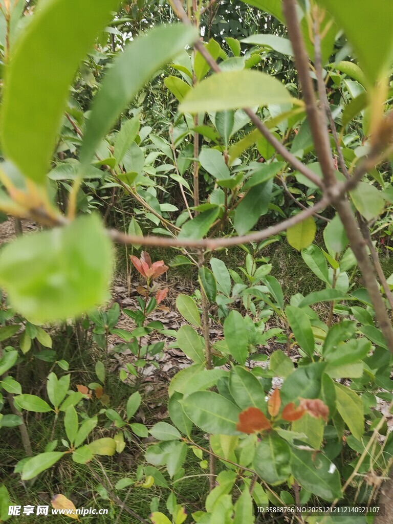 繁茂绿植间的多彩枝叶