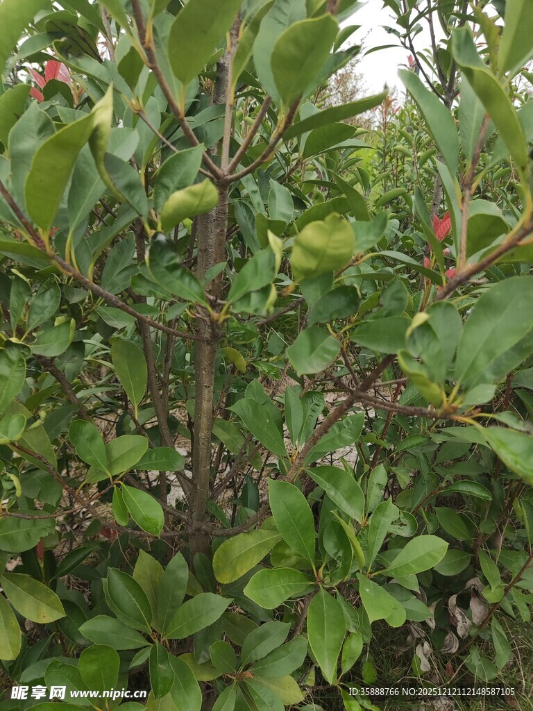 长满果实的绿色植物