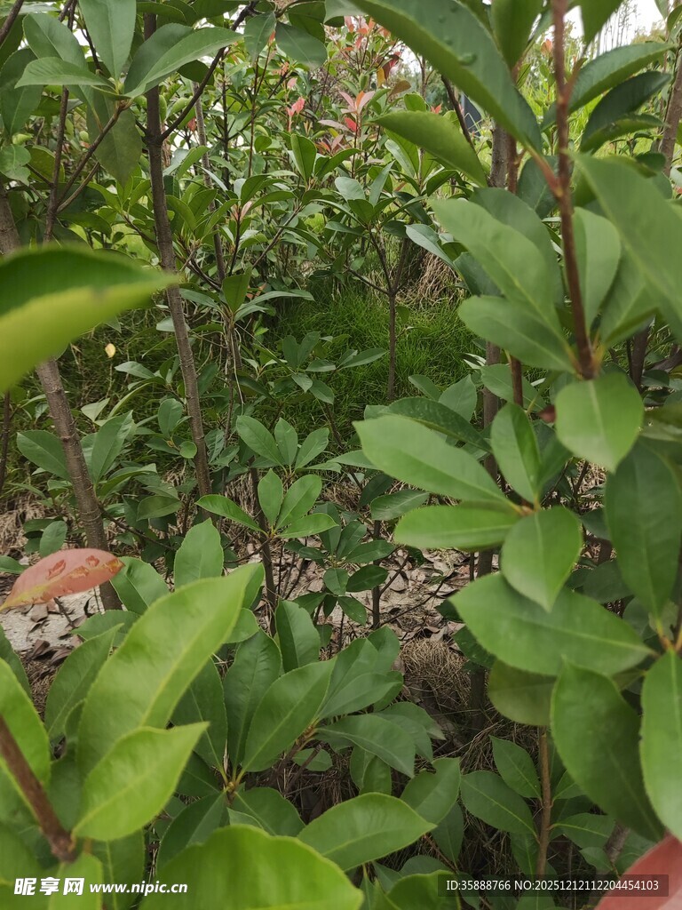绿叶繁茂的植物景观