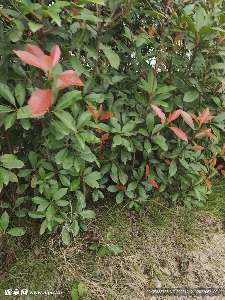 绿叶间的红色新叶