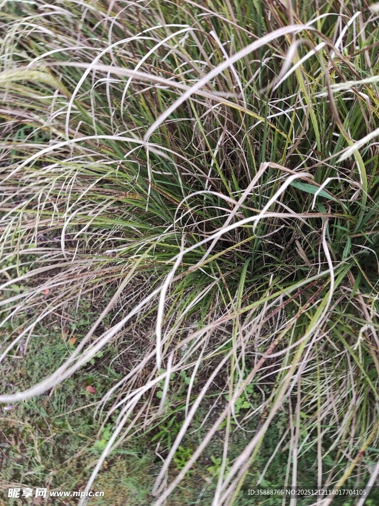 茂密丛生的多彩草