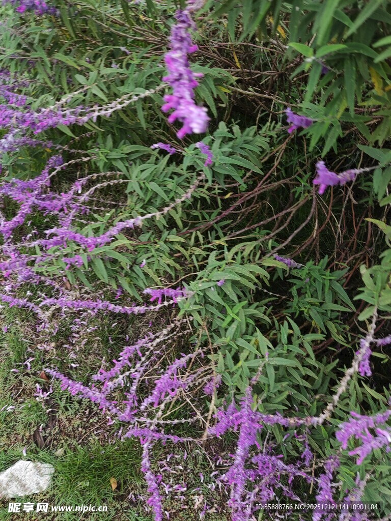 紫色野花绽放于草丛中