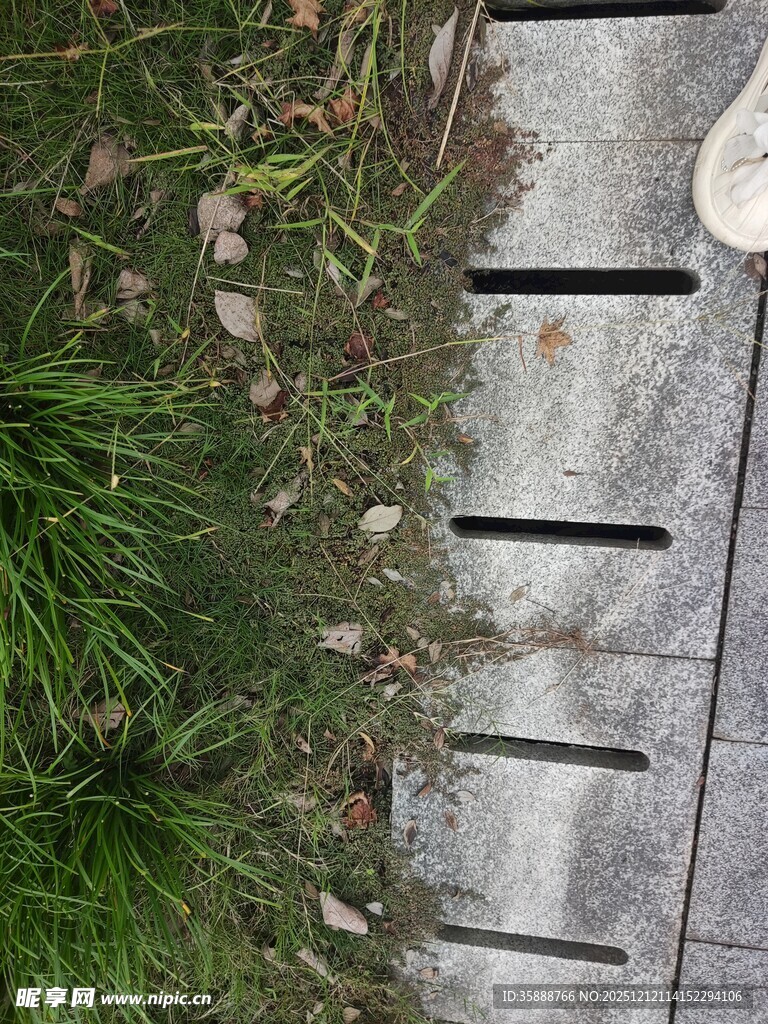 石板旁的绿意生机