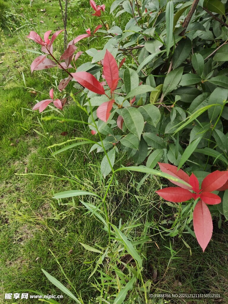 绿叶间的艳丽红色花朵