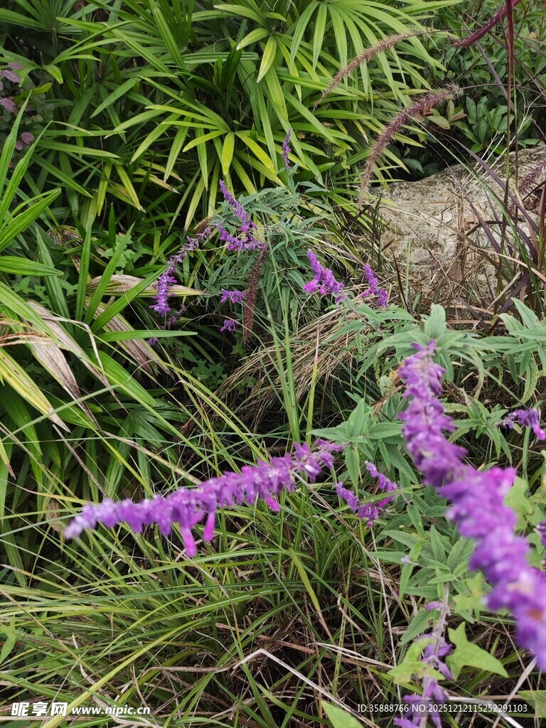 紫色花卉绽放于草丛间