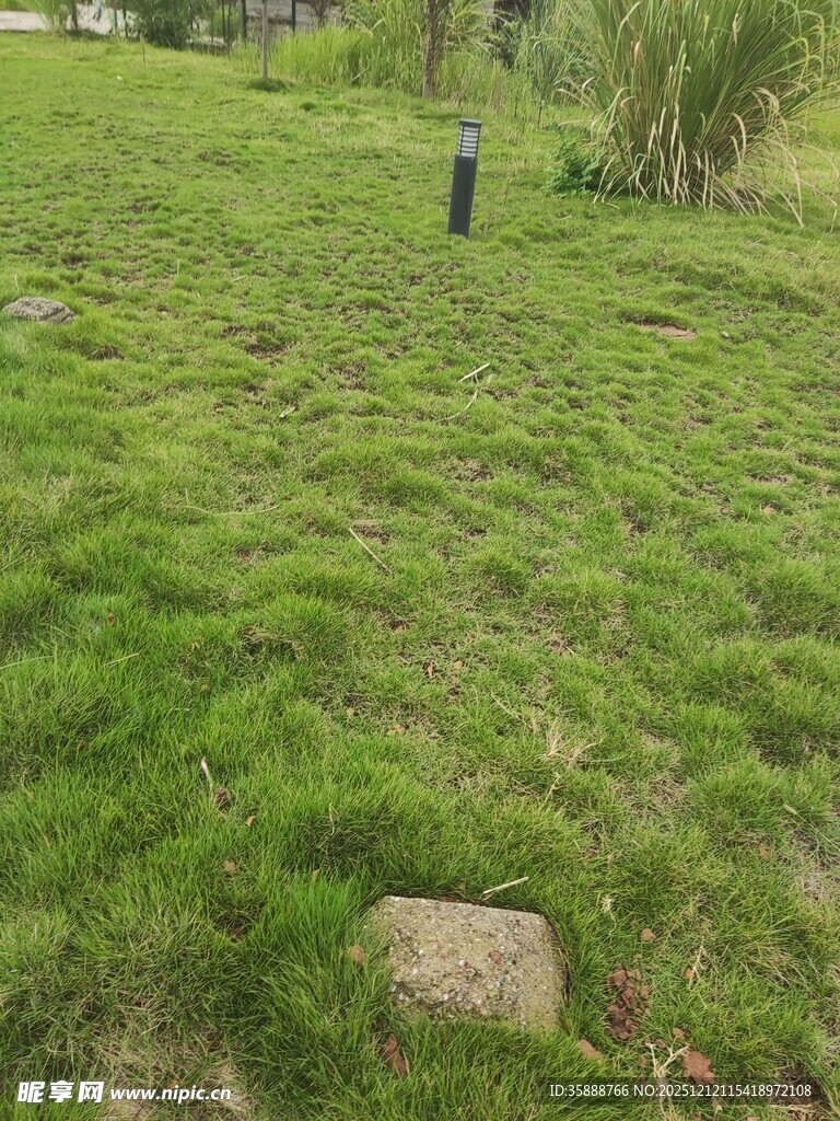 户外翠绿草地场景