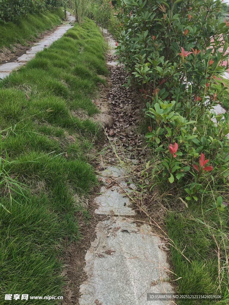 蜿蜒小径旁绿植与繁花