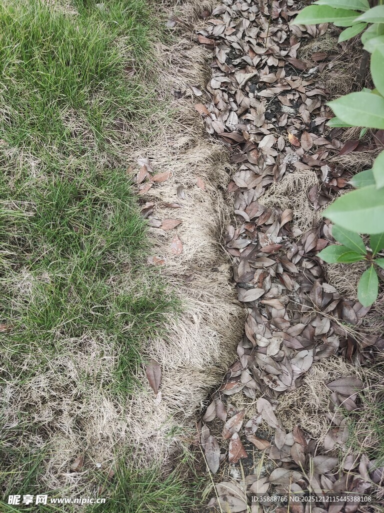 干裂土地旁的稀疏绿草