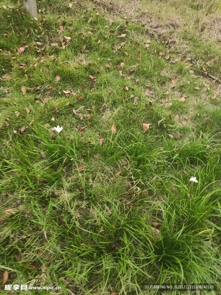 翠绿草地生机盎然