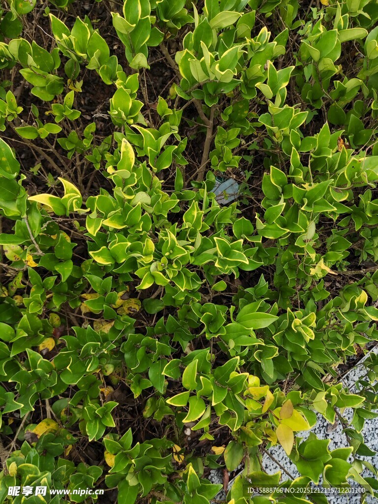 翠绿繁茂的树叶景观