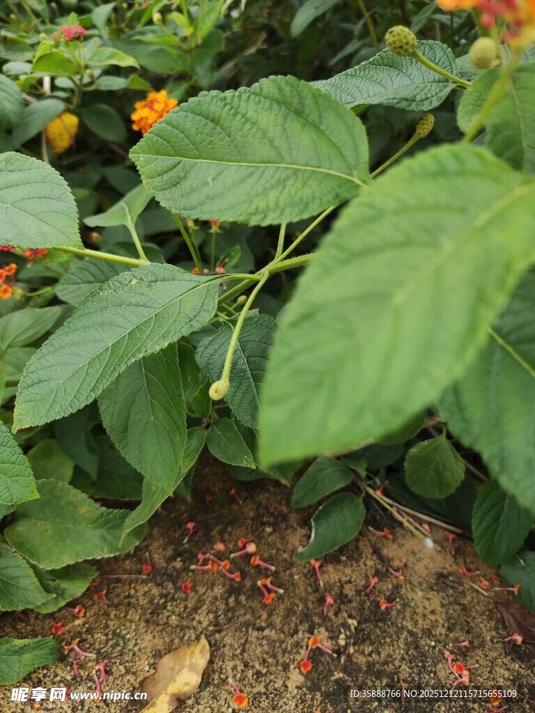 绿叶间的橙色小花