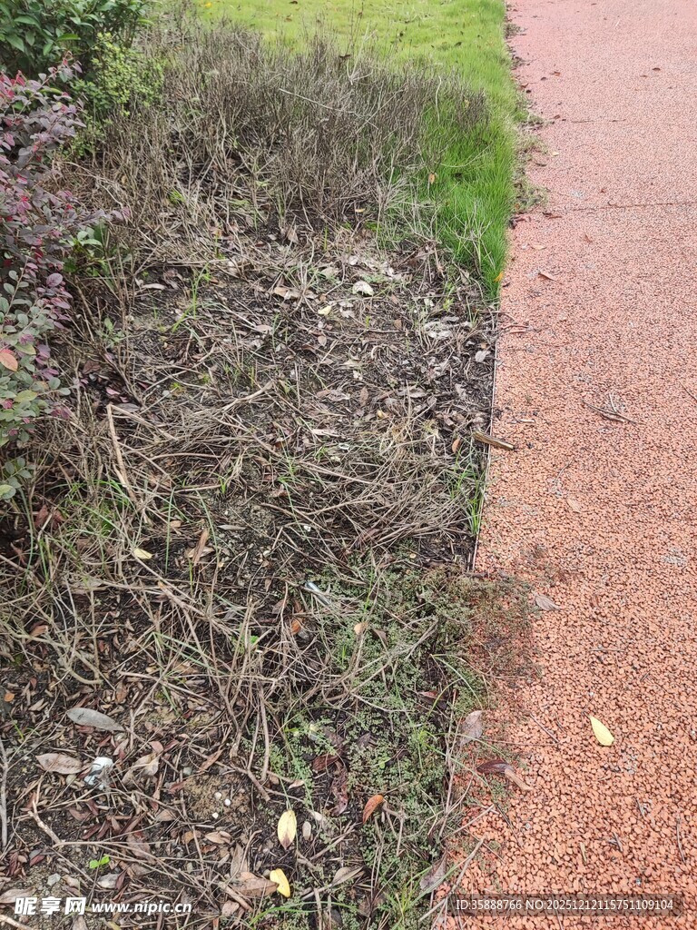 路边枯萎植物与红色步道