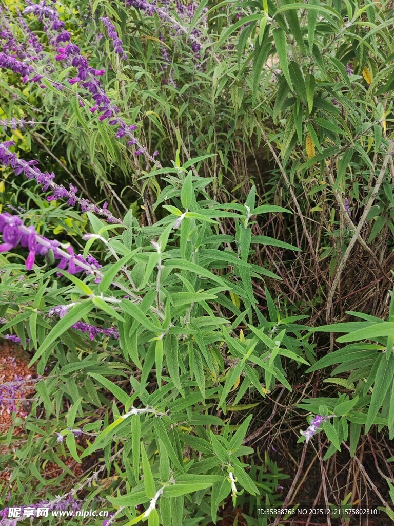 紫色花卉植物特写