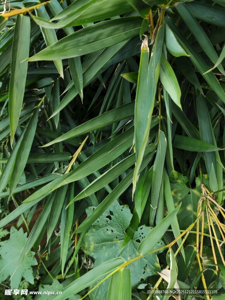 翠绿繁茂的植物叶片