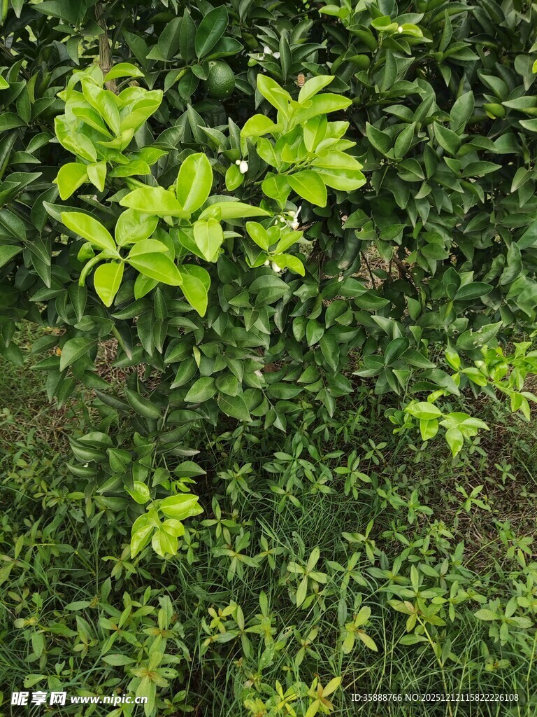 绿叶繁茂的生机景象