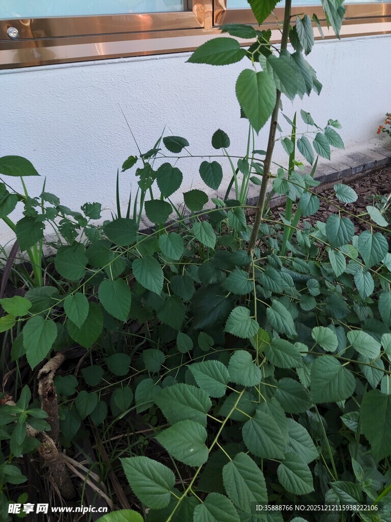 绿叶繁茂的植物景观