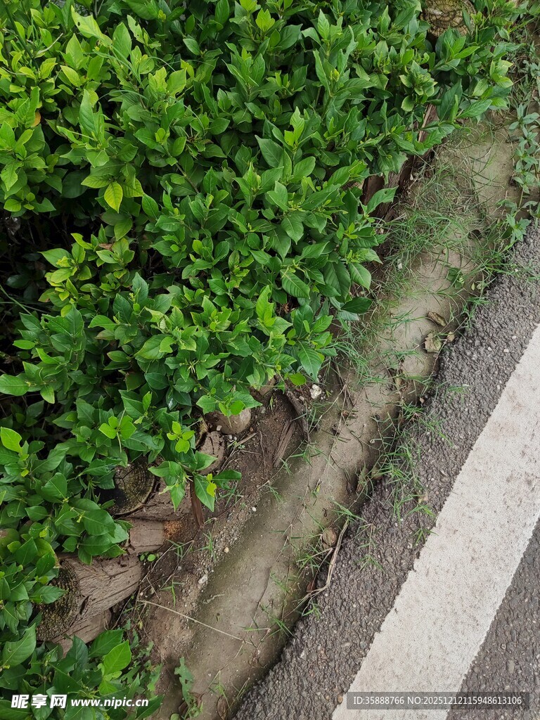 路边绿植与石块景观