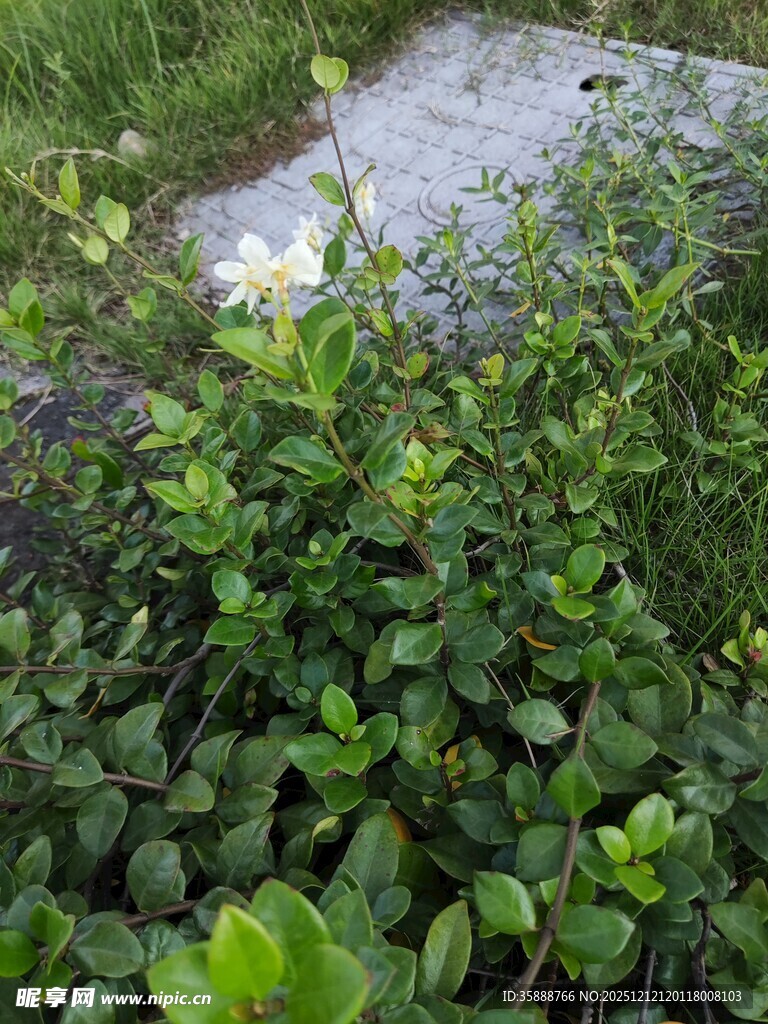 杂草丛生的破旧石板地