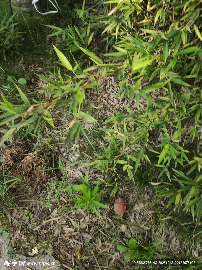 地面上的多样绿植与果实