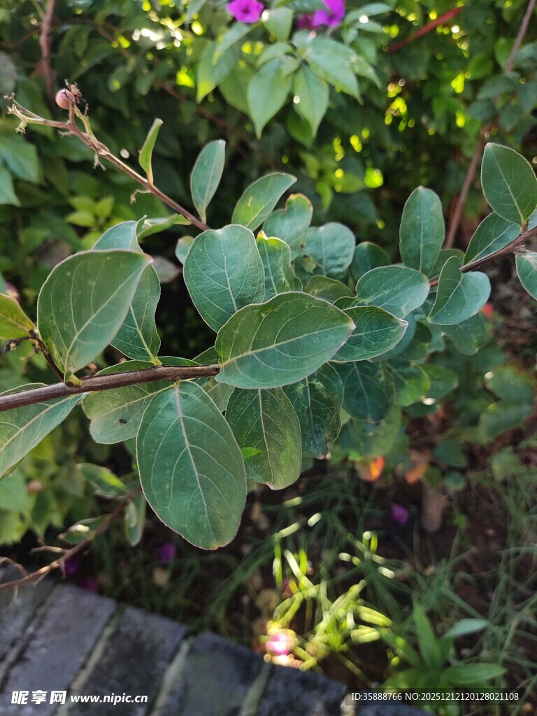 绿叶繁花的生机景象