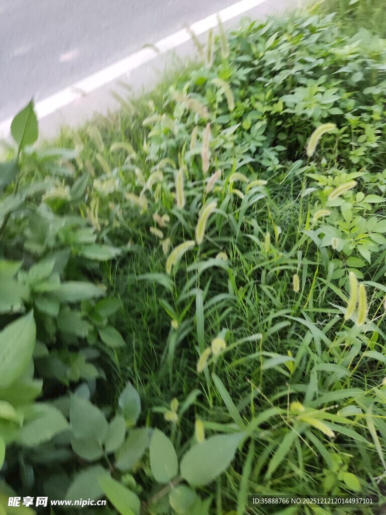 茂盛绿植景观