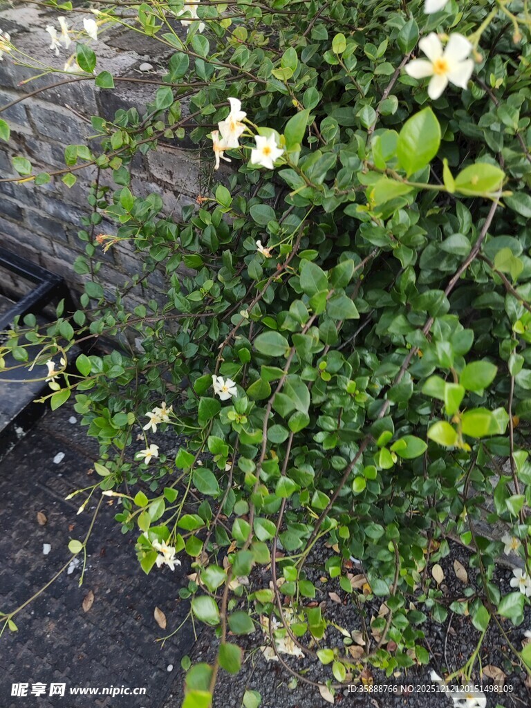 墙边绽放的白色小花