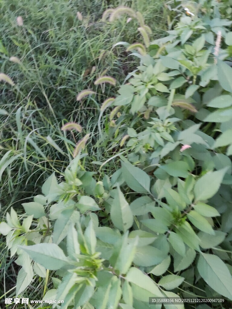 绿意盎然的植物景观