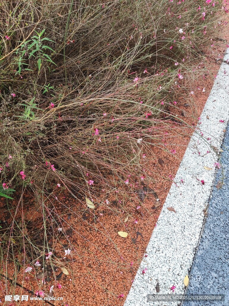 路边的野生植物景观