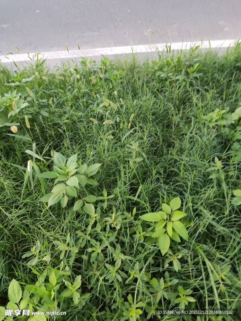 路边嫩绿繁茂的青草