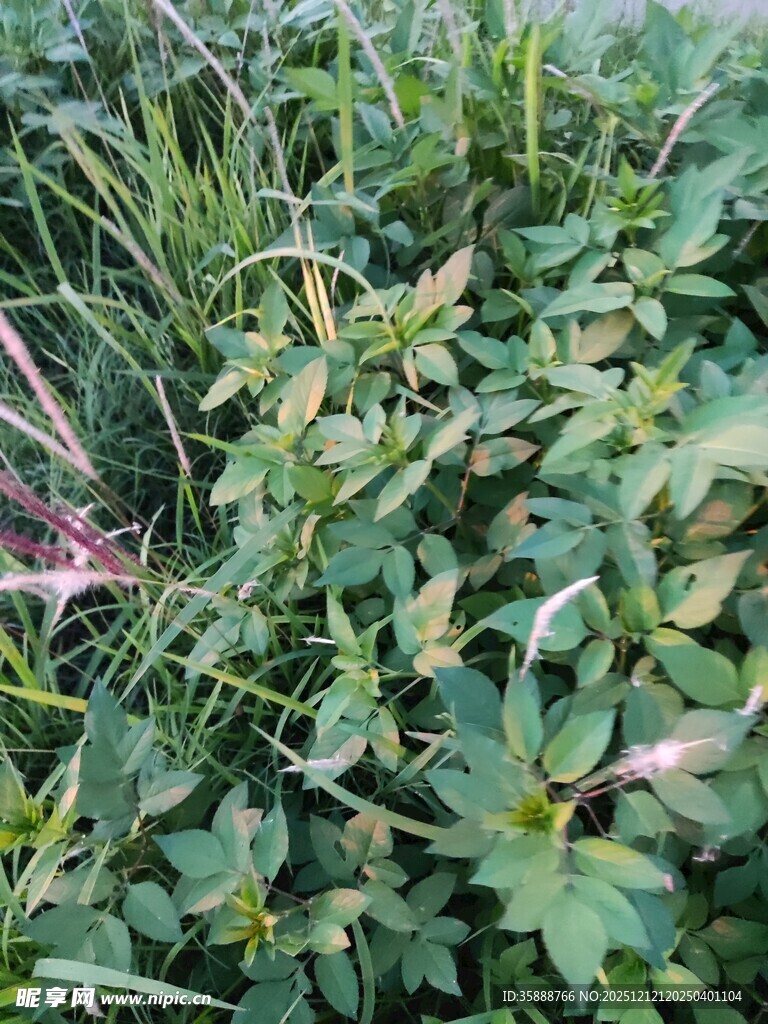 野外丛生的绿色植物