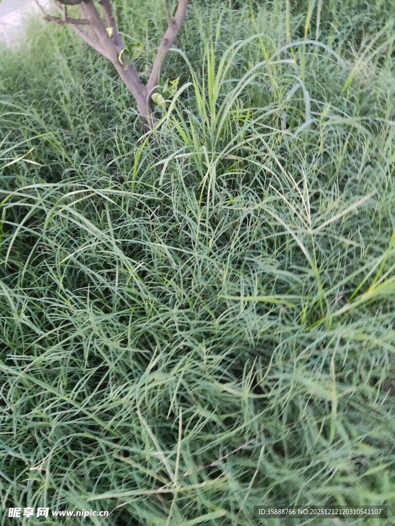 翠绿草丛中的细长植物