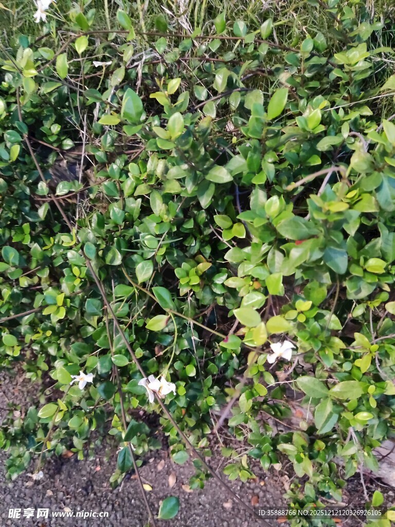 绿叶丛中绽放的白色小花