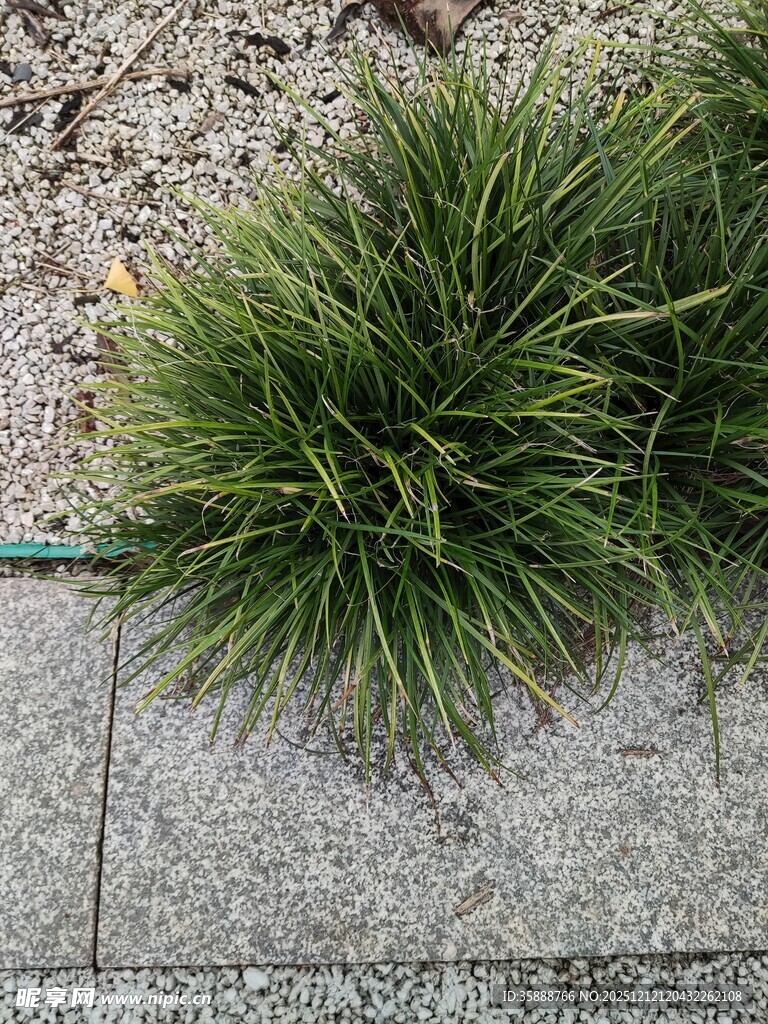 石边翠绿观赏草