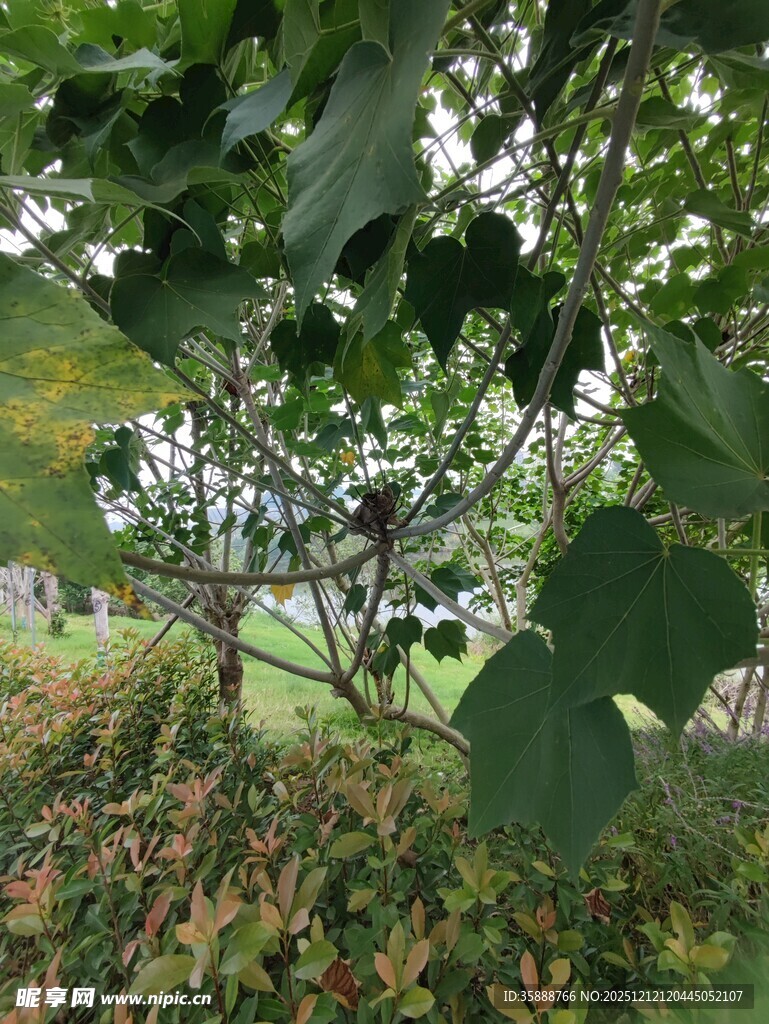 绿叶繁茂的林间景象