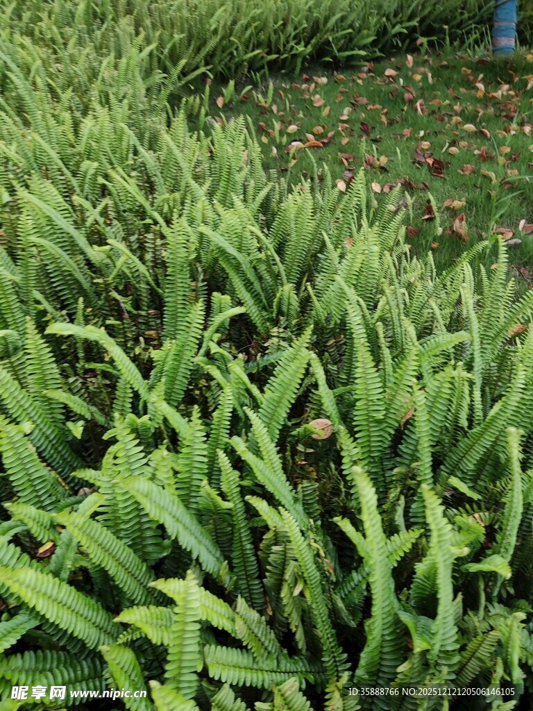 翠绿茂盛的绿植景观