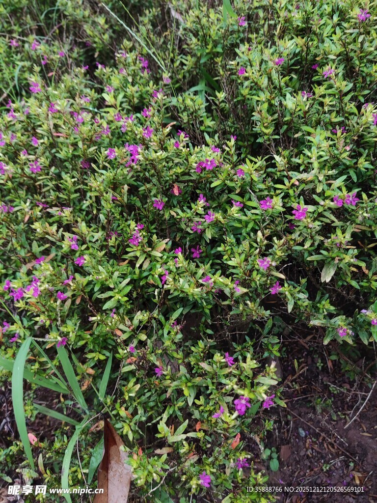 绿叶间的紫色小花